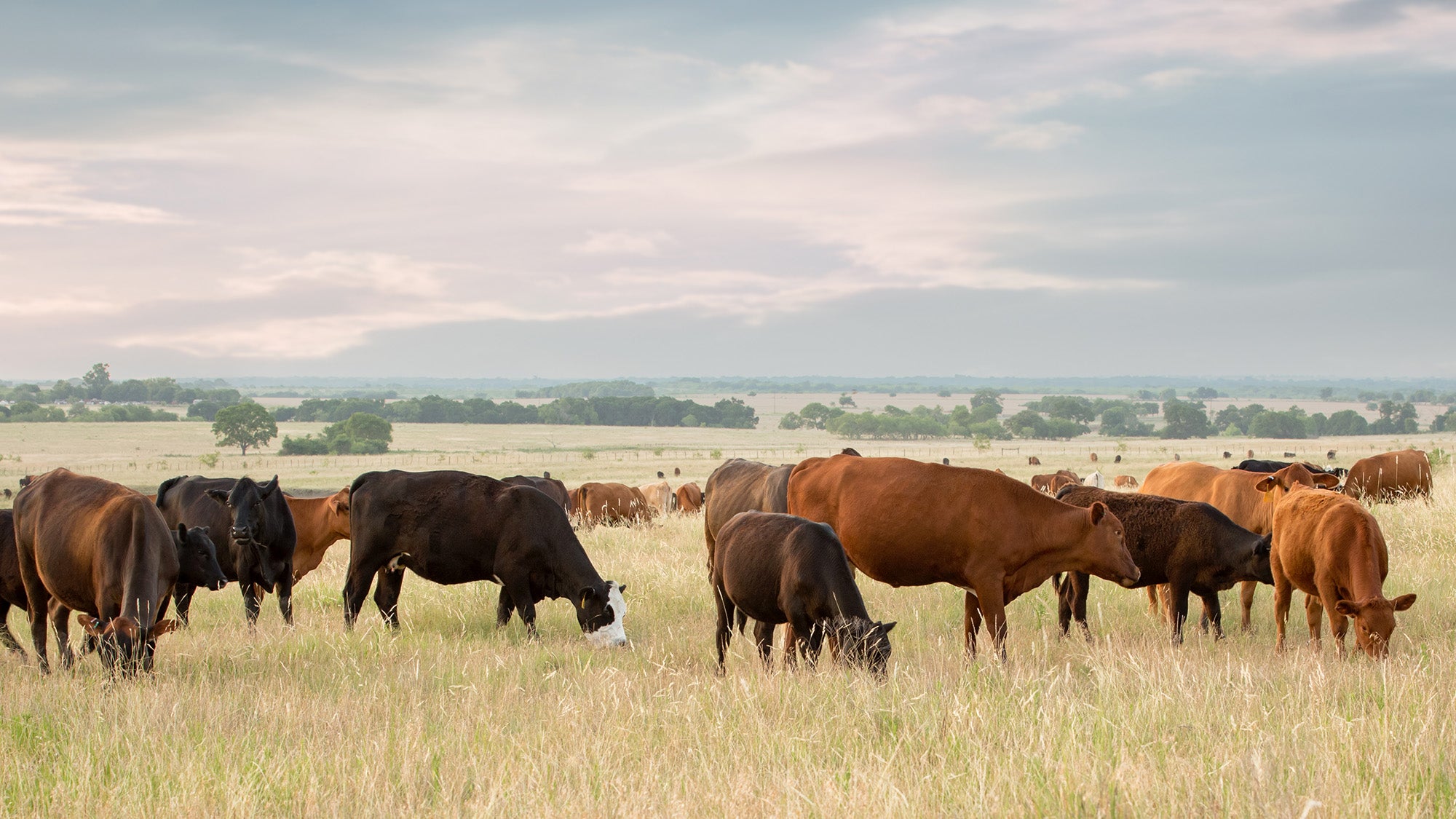 Shop All Grassland Beef